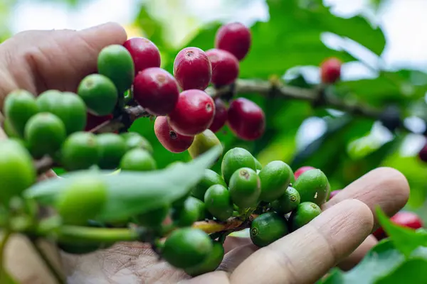Man Hands kahve tohumu olgunlaşmış kırmızı böğürtlen yeşil eko organik çiftlikte taze tohum ağacı yetiştirir. Kapatın elleri, kırmızı kahve tohumu, robusta arabica üzümü, kahve çiftliği hasadı.