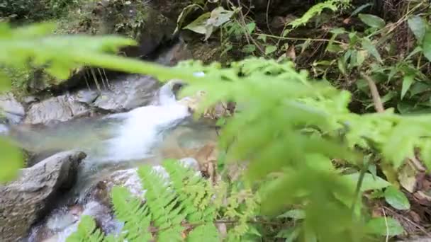 Eau Une Rivière Avec Eau Cristalline Dans Une Forêt Colombie — Video