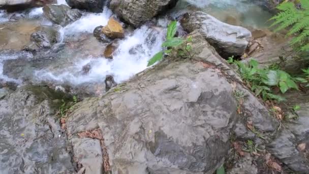 Wasser Aus Einem Fluss Mit Kristallklarem Wasser Einem Wald Kolumbien — Stockvideo