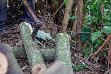 Ağaç gövdelerini kesen ya da kesen oduncu elleriyle ağır balta tutan bir adam.