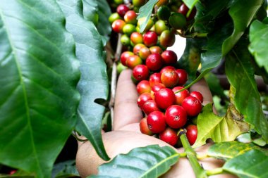 Çiftçilerin tarlayı karıştırdığı organik Kolombiya kahvesi. Çiftçiler tarafından toplanan robusta ve arabika kahve meyveleri, işçiler dallarında Arabika kahve meyveleri, hasat konsepti.