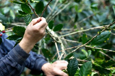 Çiftçilerin tarlayı karıştırdığı organik Kolombiya kahvesi. Çiftçiler tarafından toplanan robusta ve arabika kahve meyveleri, işçiler dallarında Arabika kahve meyveleri, hasat konsepti.