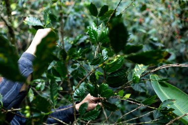 Çiftçilerin tarlayı karıştırdığı organik Kolombiya kahvesi. Çiftçiler tarafından toplanan robusta ve arabika kahve meyveleri, işçiler dallarında Arabika kahve meyveleri, hasat konsepti.