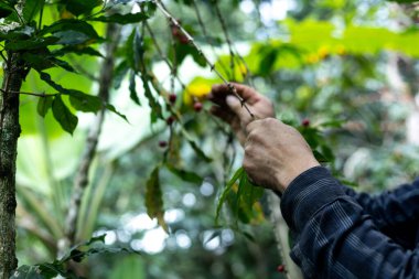 Çiftçilerin tarlayı karıştırdığı organik Kolombiya kahvesi. Çiftçiler tarafından toplanan robusta ve arabika kahve meyveleri, işçiler dallarında Arabika kahve meyveleri, hasat konsepti.