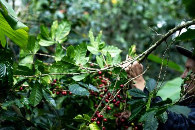 Çiftçilerin tarlayı karıştırdığı organik Kolombiya kahvesi. Çiftçiler tarafından toplanan robusta ve arabika kahve meyveleri, işçiler dallarında Arabika kahve meyveleri, hasat konsepti.