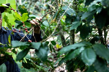 Çiftçilerin tarlayı karıştırdığı organik Kolombiya kahvesi. Çiftçiler tarafından toplanan robusta ve arabika kahve meyveleri, işçiler dallarında Arabika kahve meyveleri, hasat konsepti.