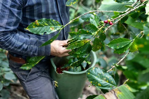 Çiftçilerin tarlayı karıştırdığı organik Kolombiya kahvesi. Çiftçiler tarafından toplanan robusta ve arabika kahve meyveleri, işçiler dallarında Arabika kahve meyveleri, hasat konsepti.