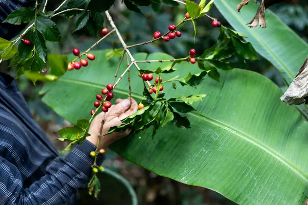 Çiftçilerin tarlayı karıştırdığı organik Kolombiya kahvesi. Çiftçiler tarafından toplanan robusta ve arabika kahve meyveleri, işçiler dallarında Arabika kahve meyveleri, hasat konsepti.