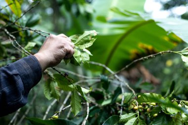 Ormandaki bir çiftlikte Kolombiya kahvesi toplayan bir köylünün elleri.