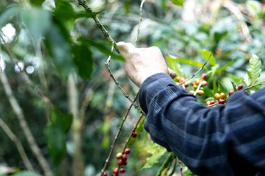 Ormandaki bir çiftlikte Kolombiya kahvesi toplayan bir köylünün elleri.
