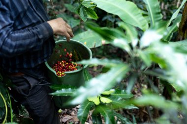 Şapkalı köylü bir adam ormanda bir çiftlikte kahve topluyor, kahve yetiştiriyor.