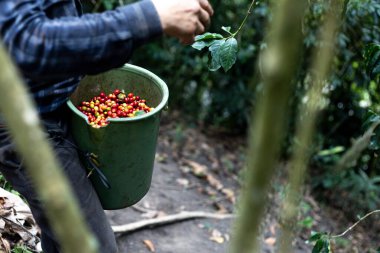 Ormandaki bir çiftlikte Kolombiya kahvesi toplayan bir köylünün elleri.