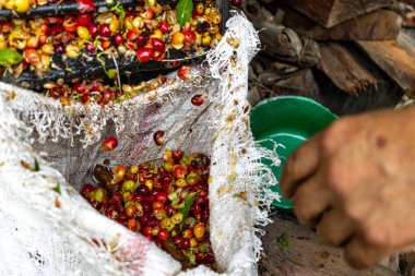 Çiftçi, tarlada pulpuyla Kolombiya kahve çekirdeğini eziyor.