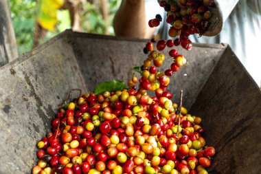 farmer man selecting Colombian coffee beans from a container full of cultivated coffee clipart