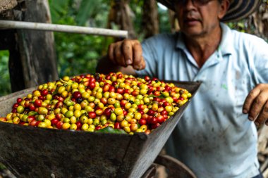 farmer man selecting Colombian coffee beans from a container full of cultivated coffee clipart