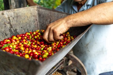 Çiftçi adam Kolombiya kahve çekirdeklerini bir kap dolusu ekilmiş kahveden seçiyor.