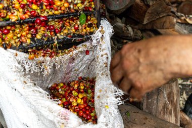 Çiftçi, tarlada pulpuyla Kolombiya kahve çekirdeğini eziyor.