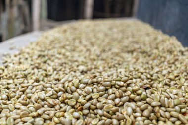 farmer's hand doing artisanal drying of Colombian coffee beans on a farm,Person holding dried coffee beans clipart