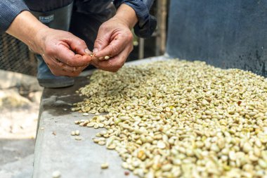 Çiftçinin eli bir çiftlikte Kolombiya kahve çekirdeklerini kurutuyor, elinde kuru kahve çekirdeği tutan kişi...