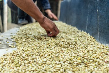 Çiftçinin eli bir çiftlikte Kolombiya kahve çekirdeklerini kurutuyor, elinde kuru kahve çekirdeği tutan kişi...