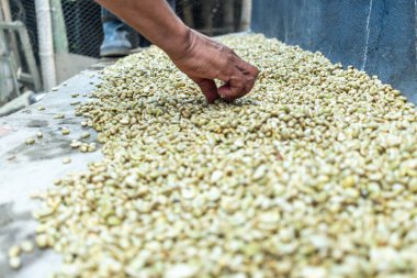 farmer's hand doing artisanal drying of Colombian coffee beans on a farm,Person holding dried coffee beans clipart