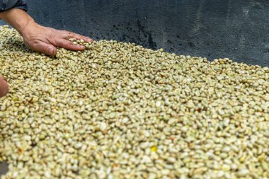Çiftçinin eli bir çiftlikte Kolombiya kahve çekirdeklerini kurutuyor, elinde kuru kahve çekirdeği tutan kişi...