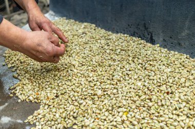 Çiftçinin eli bir çiftlikte Kolombiya kahve çekirdeklerini kurutuyor, elinde kuru kahve çekirdeği tutan kişi...