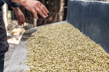 Çiftçinin eli bir çiftlikte Kolombiya kahve çekirdeklerini kurutuyor, elinde kuru kahve çekirdeği tutan kişi...
