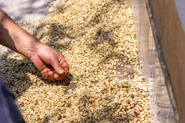 Çiftçinin eli bir çiftlikte Kolombiya kahve çekirdeklerini kurutuyor, elinde kuru kahve çekirdeği tutan kişi...