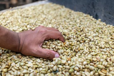 Çiftçinin eli bir çiftlikte Kolombiya kahve çekirdeklerini kurutuyor, elinde kuru kahve çekirdeği tutan kişi...