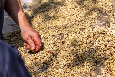 Çiftçinin eli bir çiftlikte Kolombiya kahve çekirdeklerini kurutuyor, elinde kuru kahve çekirdeği tutan kişi...