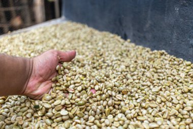 Çiftçinin eli bir çiftlikte Kolombiya kahve çekirdeklerini kurutuyor, elinde kuru kahve çekirdeği tutan kişi...