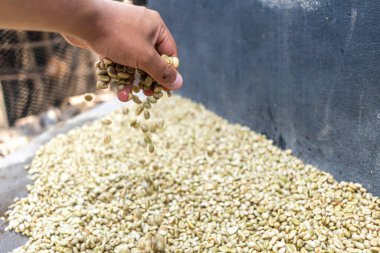 farmer's hand doing artisanal drying of Colombian coffee beans on a farm,Person holding dried coffee beans clipart