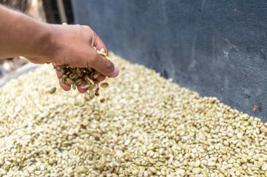 Çiftçinin eli bir çiftlikte Kolombiya kahve çekirdeklerini kurutuyor, elinde kuru kahve çekirdeği tutan kişi...