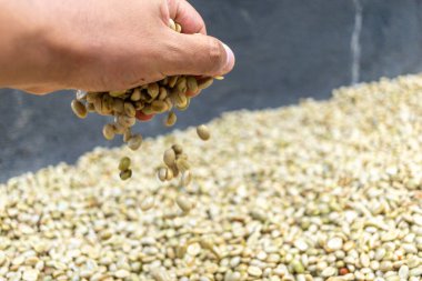 Çiftçinin eli bir çiftlikte Kolombiya kahve çekirdeklerini kurutuyor, elinde kuru kahve çekirdeği tutan kişi...