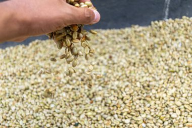 Çiftçinin eli bir çiftlikte Kolombiya kahve çekirdeklerini kurutuyor, elinde kuru kahve çekirdeği tutan kişi...