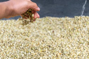 Çiftçinin eli bir çiftlikte Kolombiya kahve çekirdeklerini kurutuyor, elinde kuru kahve çekirdeği tutan kişi...