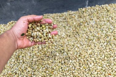 Çiftçinin eli bir çiftlikte Kolombiya kahve çekirdeklerini kurutuyor, elinde kuru kahve çekirdeği tutan kişi...