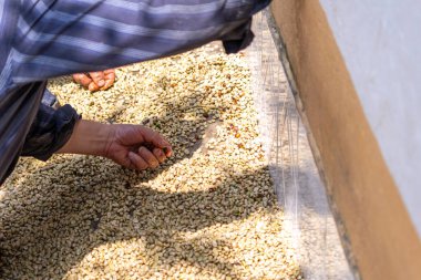 Çiftçinin eli bir çiftlikte Kolombiya kahve çekirdeklerini kurutuyor, elinde kuru kahve çekirdeği tutan kişi...