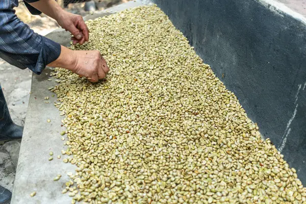 Çiftçinin eli bir çiftlikte Kolombiya kahve çekirdeklerini kurutuyor, elinde kuru kahve çekirdeği tutan kişi...