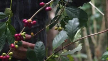 Ormandaki bir çiftlikte Kolombiya kahvesi toplayan bir köylünün elleri.