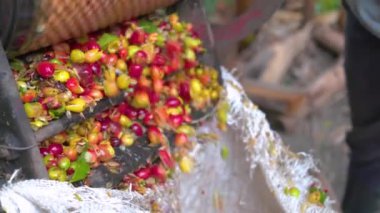 Çiftçi, tarlada pulpuyla Kolombiya kahve çekirdeğini eziyor.