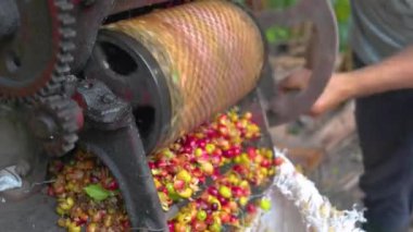 Çiftçi, tarlada pulpuyla Kolombiya kahve çekirdeğini eziyor.