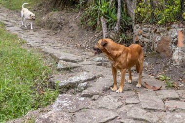 Sarı evcil kreol köpeği ormana bakıyor.