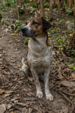 Evcil kreol köpeği ormanda meditasyon yapıyor.