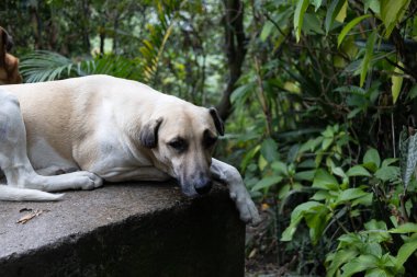 Üzgün, beyaz, evcil kreol köpeği ormanda yalnız ve yalnız yatıyor.