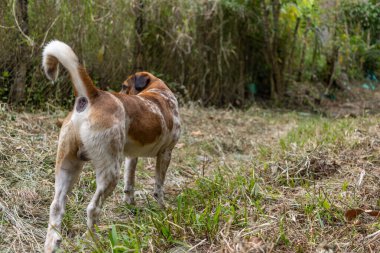 Evcil kreol köpeği ormana bakıyor.