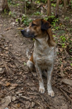 Evcil kreol köpeği ormanda meditasyon yapıyor.