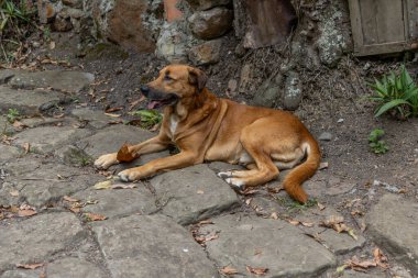 Evcil kreol köpeği ormandaki taş bir yolda oturuyor.