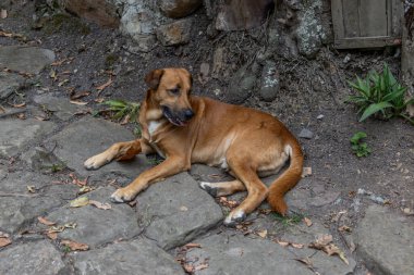 Evcil kreol köpeği ormandaki taş bir yolda oturuyor.